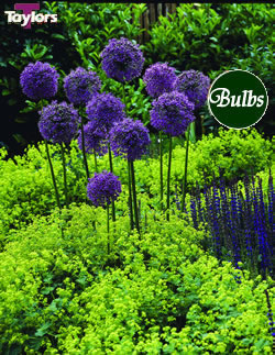 Allium Mars Bulbs