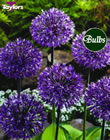 Allium Early Emperor Bulbs