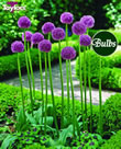 Allium His Excellency Bulbs