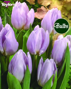 Candy Prince - Single Early Tulip Bulbs