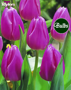 Christmas Dream - Single Early Tulip Bulbs
