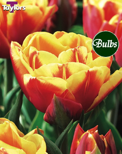 Double Focus - Double Bedding Tulip Bulbs
