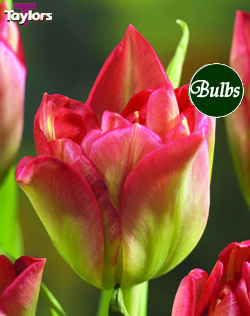 Double Viriflor - Double Early Tulip Bulbs