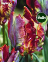 Blumex - Parrot Tulip Bulbs