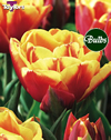 Double Focus - Double Bedding Tulip Bulbs