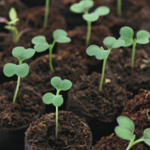 ROOT!T Expanding Coco Coir Plugs