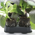 ROOT!T Expanding Peat Plugs