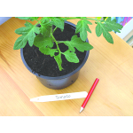 Bosmere Plant Labels with Pencil - Pack of 25