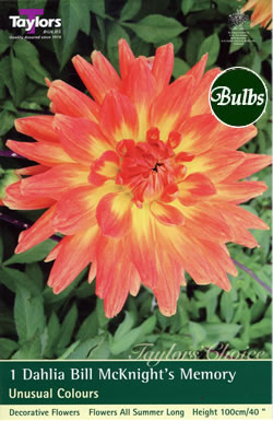 Dahlia Bulbs - Bill McKnights Memory