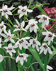 Gladiolus - Callianthus Bulb
