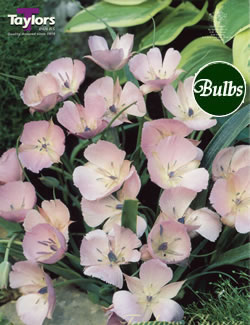 Calochortus Dwarf Butterfly Tulip Bulb