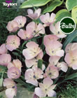 Calochortus Dwarf Butterfly Tulip Bulb