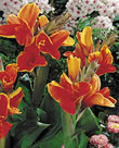 Lucifer - Canna Bulb