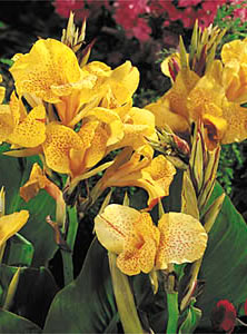 Picasso- Canna Bulb