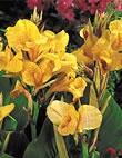 Picasso- Canna Bulb