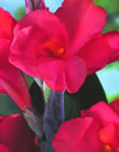 Pink Futurity- Canna Bulb