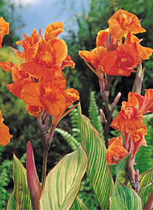 Pretoria- Canna Bulb