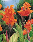 Pretoria- Canna Bulb