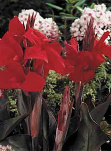 Red King Humbert- Canna Bulb