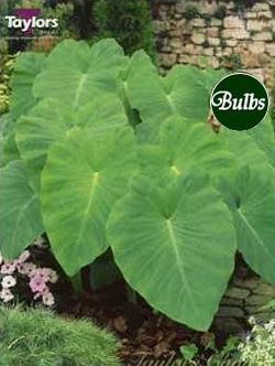 Coco- Colocasia Bulb