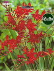 Lucifer - Crocosmia Bulb