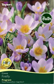 Crocus Firefly Bulbs