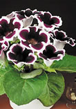 Kaiser Wilhelm - Gloxinia Bulb