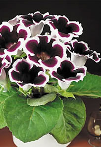 Kaiser Wilhelm - Gloxinia Bulb