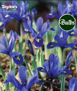 Iris Harmony Bulbs - Blooming Value Miscellaneous Range