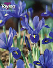 Iris Harmony Bulbs - Blooming Value Miscellaneous Range