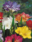 Mixed Double - Freesia Bulb