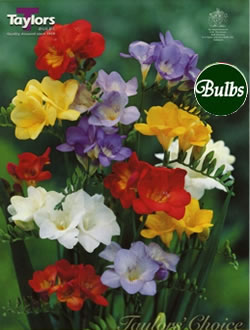 Mixed Single - Freesia Bulb