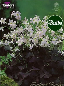 Triangularis - Oxalis Bulb