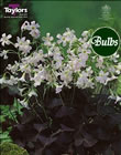 Triangularis - Oxalis Bulb