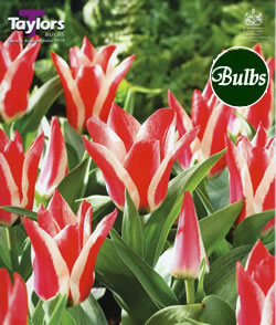 Tulip Pinocchio Bulbs - Blooming Value Tulip Range