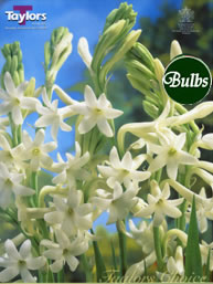 Tuberosa -Polianthes Bulb