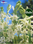Tuberosa -Polianthes Bulb