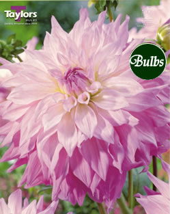 Sir Alf Ramsey Dahlia Tubers