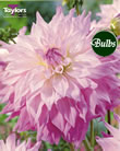 Sir Alf Ramsey Dahlia Tubers