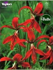 Jacobs Lily -Sprekelia Bulb