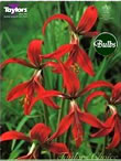 Jacobs Lily -Sprekelia Bulb
