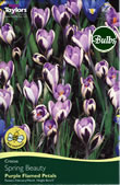 Spring Beauty Crocus Bulbs