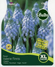 Muscari Valerie Finnis Xtra Large Bulbs