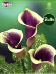 Picasso - Zantedeschia Bulb