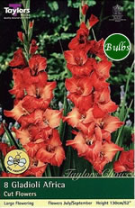Africa Gladioli Bulbs