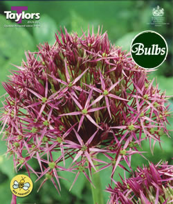 Allium Christophii Bulbs - Blooming Value Miscellaneous Range