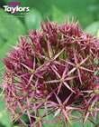 Allium Christophii Bulbs - Blooming Value Miscellaneous Range