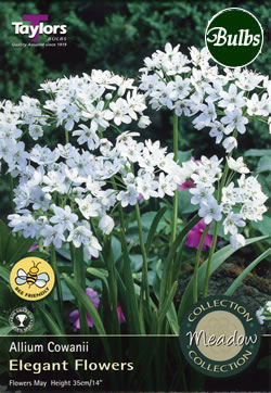 Cowanii Allium Bulbs - Native, Woodland & Meadow Variety