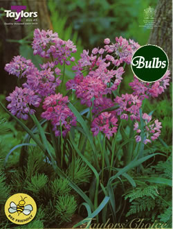 Allium Oreophilum Bulbs
