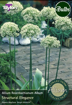 Rosenbachianum Album Allium Bulbs - Select Premium Variety